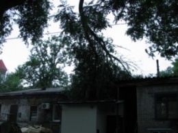 На Короленко упало дерево и пробило крышу (ФОТО)
