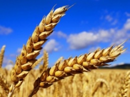 IGC прогнозирует рекордный урожай зерна в мире
