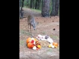 Олень нечаянно попал в кадр и сделал фотосессию младенца сказочной (Видео)