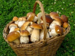 Восьмеро человек отравились грибами в Черкасской области