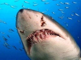 В Австралии огромная акула напала на серфера и откусила ему ногу