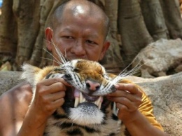 В таиландском "Тигрином монастыре" нашли 30 мертвых тигрят, законсервированных в банках