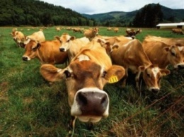Украина и Турция обсудили вопрос экспорта живого скота