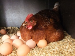 В Украине стремительно растут цены на яйца
