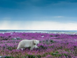 Ученые NASA изучают озеленение Арктики