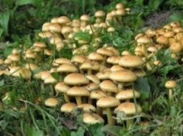 В Запорожской области три женщины отравились грибами
