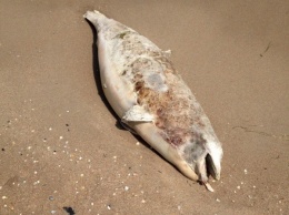 В Бердянске на пляже нашли изуродованного дельфина