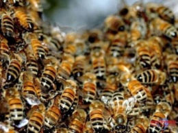 Во Львовской обл. мужчину до смерти искусали пчелы