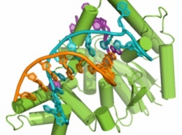 Ученые: ДНК способен восстанавливаться и копировать себя