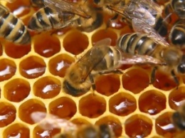 Во Львовской области мужчина умер от укуса пчел