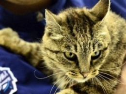 Во Владивостоке умерла знаменитая кошка Матроска, прославившаяся поеданием деликатесов в местном аэропорту