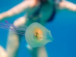 Интернет поразила рыба, застрявшая в медузе
