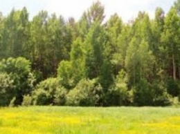 Через 10-20 лет леса в Черниговской области могут исчезнуть