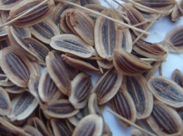 Семена укропа - лечебные свойства и противопоказания