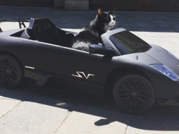 Канадец приобрел для свое кота Lamborghini