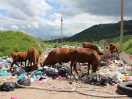 На «невидимой» для властей огромной свалке под Симферополем питаются коровы (ФОТО)