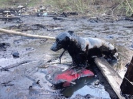 Хозяин опасного «смоляного болота» в Чернигове нашелся. Он занимается восстановление отходов
