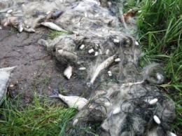 Криворожский браконьер попался с уловом в Кировоградской области (фото)