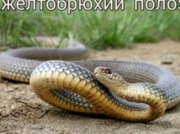 Змеи в Черноморске: советы специалиста (+фото)