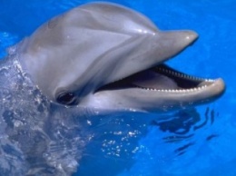 В Батуми в дельфинарии родился дельфиненок по время шоу