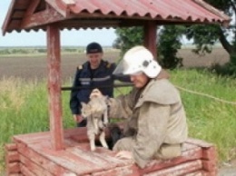 На Днепропетровщине спасатели достали из колодца кота, которого нашли там представители миссии ОБСЕ