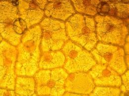 Ученые: Клетки организма передвигаются в тканях человека
