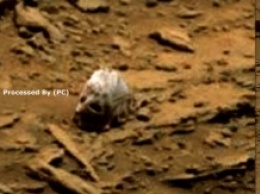 Уфологи сообщают поразительную новость: на Марсе найден череп снежного человека. Видео