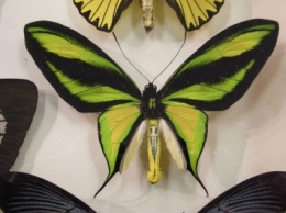 Рентгеновский снимок объяснил красочность крыльев бабочек