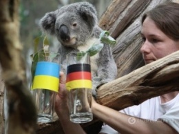 Немецкая коала предсказала ничью в матче Украина-Германия на Евро 2016