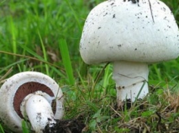 Были похожими на шампиньоны: Под Одессой семья отравилась грибами