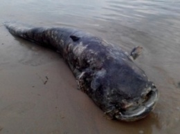На центральном пляже Запорожья нашли огромную рыбу, - ФОТО