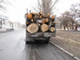 Жителя Днепра задержали за транспортировку 8 кубов спиленных деревьев без документов