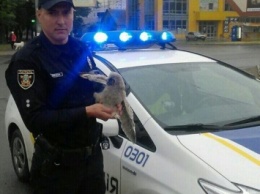 Николаевские патрульные спасли еще одного совенка и передали в зоопарк