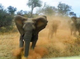 В Индии слон остановил движение, чтобы слониха со слонятами перешли через дорогу