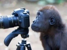 Фотографом может стать и обезьяна. Доказано экспериментально