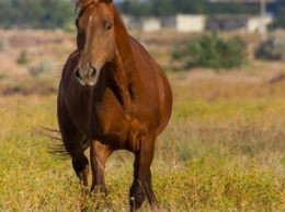 В Терновке неизвестные похитили лошадей, лечивших больных детей