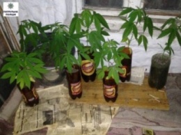 Каждый кустик - в бутылочку из-под пива: прибыв на соседскую ссору, патрульные Николаева обнаружили в одной из квартир на Намыве коноплю