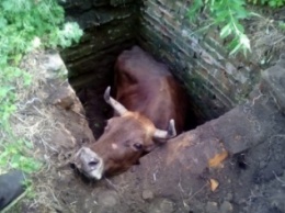 В Черниговской области в шахту упала корова