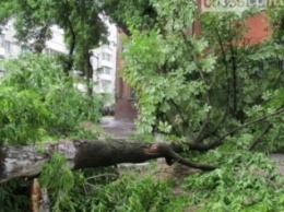 В Кременчуге деревья падали на проезжую часть, на заборы и фасады домов