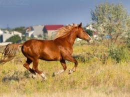 Похищенных в Николаеве лошадей нашли в полях в районе Себино