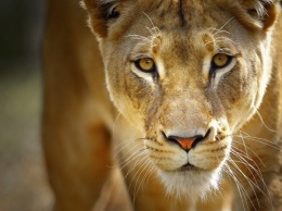 В Африке после нападения львицы погибла американская туристка