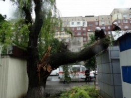 В Кременчуге деревья валились на остановки, проезжую часть и жилые дома