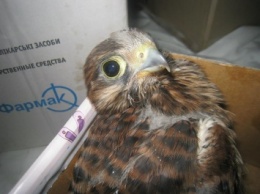 В Запорожье дети спасли жизнь хищной птице (ФОТО)