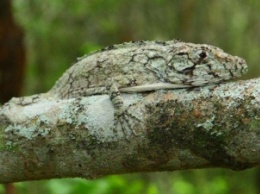 Ученые обнаружили новый вид ящериц в Доминиканской Республике