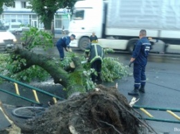 В Луцке ужасный ураган вырывал с корнями деревья