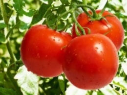 Ученые открыли новое лечебное свойство томатов