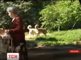 В Николаеве с начала года бродячие собаки искусали более 250 человек - СМИ