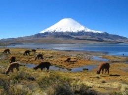 Ученые озвучили причины массового вымирания животных в Патагонии