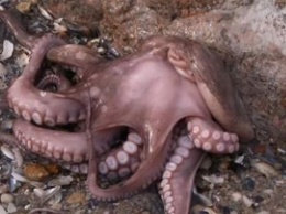 Море выбросило на одесский берег необычное существо (фото)