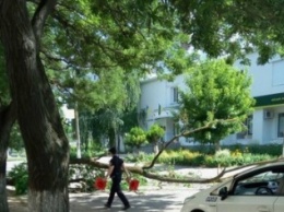 Сегодня в Херсоне на проезжую часть упало дерево (фото)